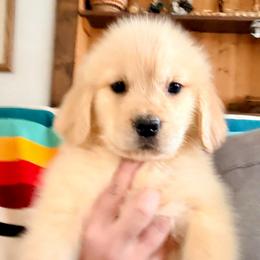 Lime Pattern Collar girl - Golden female Golden Retriever puppy in Garrison, Montana from Mattiaci Goldens