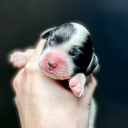 Oreo - Black and white female Cockapoo puppy in Nashville, Arkansas from Rocky Road Puppies