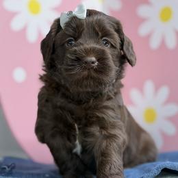 Luna - Chocolate female Australian Labradoodle puppy in Citrus Heights, California from Elite Blend Labradoodles