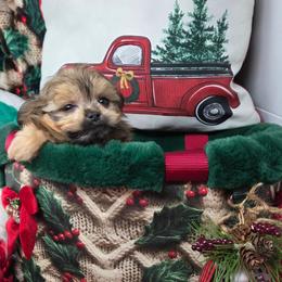 Midwest Mini Angel - Sable female Mi-Ki puppy in Clearwater, Kansas from Midwest Mini Mi-kis