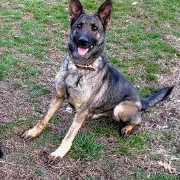 Mavis - German Shepherd