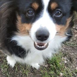 Miniature Australian Shepherds from Mikki's Toy Aussies