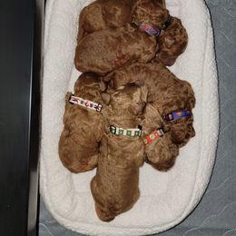 Poodle Puppies from Big Stretch