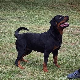 Rottweiler puppies from Michelle's Rottweilers