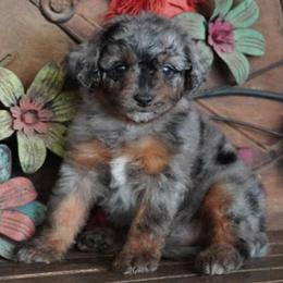 Girl 4 - Blue merle female Aussiedoodle puppy in Lawton, Oklahoma from Lindsey’s Aussies