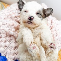 Peta - Blue merle and white male Sheepadoodle puppy in Belton, South Carolina from Poodley Doodley Doo
