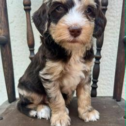 Rocky Road (Rocky) - Merle male Bernedoodle puppy in Hendersonville, North Carolina from Kim's Cove