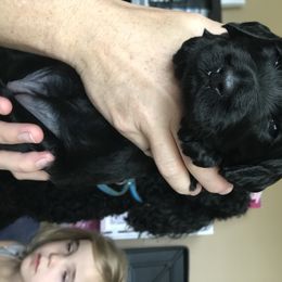 Goldendoodle Puppies from Flightline Doodles