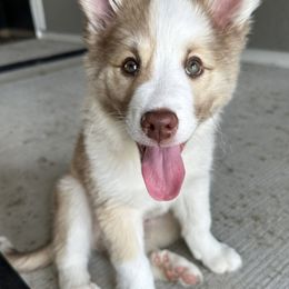 Icelandic Sheepdog Puppies from Tobiasson icie