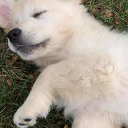 Golden Retriever Puppies from Red Hive Golden Retrievers
