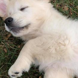 Golden Retriever Puppies from Red Hive Golden Retrievers