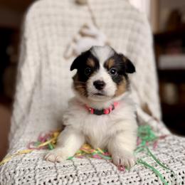 Pink Female - Black and tan female Pembroke Welsh Corgi puppy in La Porte City, Iowa from Cedar River Corgis