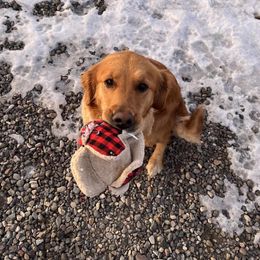 Josie - Golden Retriever