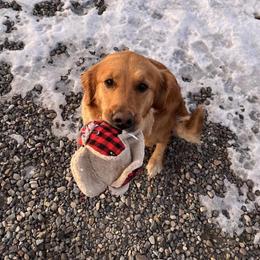 Josie - Golden Retriever