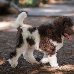Poodle Puppies from Mystic Moon Poodles