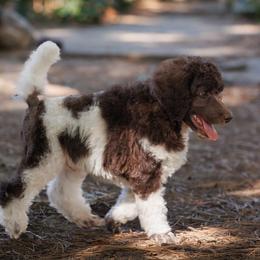 Poodle Puppies from Mystic Moon Poodles