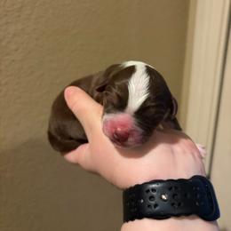 Snickers - Red tri male Miniature Australian Shepherd puppy in Weatherford, Texas from F & T Aussies