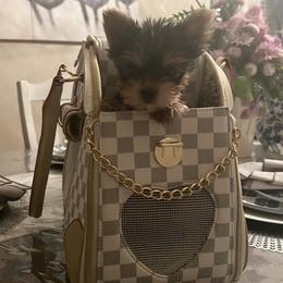 Yorkshire Terrier Puppies from Heaven_sent_toy_yorkies