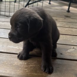 White Female - Chocolate female Labrador Retriever puppy in Bella Vista, Arkansas from Havenwood Labradors