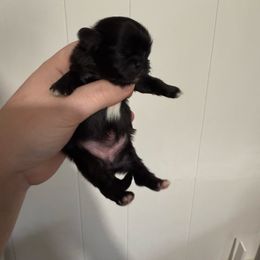 Girl 2 - Black female Pekingese puppy in Clinton, Tennessee from Gracelands Pekingese