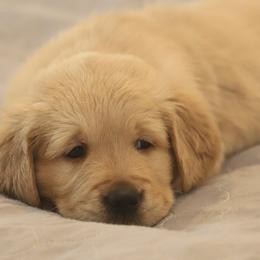 Golden Retriever Puppies from Golden M Family Farms
