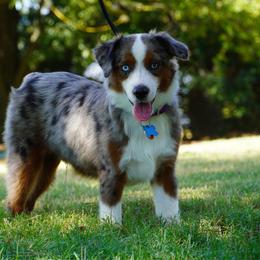 Reckless BMM - Blue merle male Miniature Australian Shepherd puppy in Lawton, Oklahoma from Lindsey’s Aussies