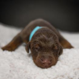 Doberman Pinscher Puppies from Warsong Dobermann