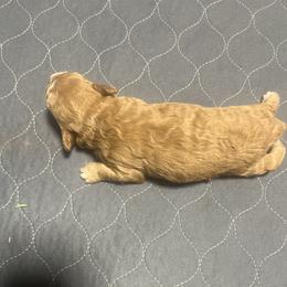 Baby D - Apricot female Poodle puppy in Jackson, Georgia from Cuddle Buddy Pups by Tee