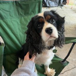 Moana - Cavalier King Charles Spaniel