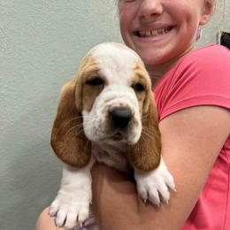 Holly - Lemon and white female Basset Hound puppy in Gulf Breeze, Florida from Breeze Basset Hounds