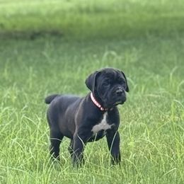 Cane Corso Puppies from Whiskey Stones Cane Corso
