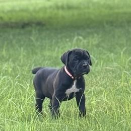 Cane Corso Puppies from Whiskey Stones Cane Corso