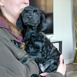 Hershey - male Goldendoodle puppy in Eau Claire, Wisconsin from Fisher River Doodle's