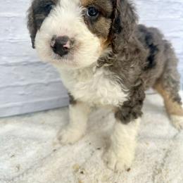 Bhodi - Blue merle male Bernedoodle puppy in Moulton, Iowa from Shondel Puppy Paws