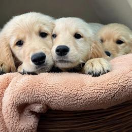 Golden Retriever Puppies from Goldens of Hope
