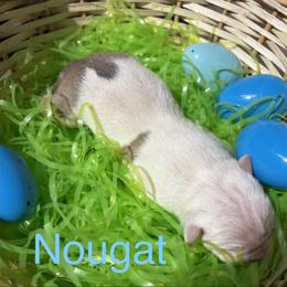 Nougat - Blue fawn male American Staffordshire Terrier puppy in Fort Worth, Texas from Josiah Carter