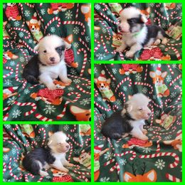 Pembroke Welsh Corgi Puppies from Corgis by the Lake