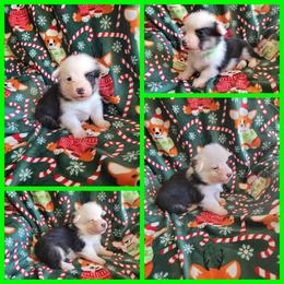 Pembroke Welsh Corgi Puppies from Corgis by the Lake