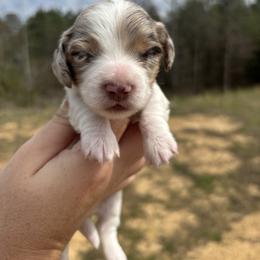 Nala X Marley AKC - Dapple female Dachshund puppy in Delano, Tennessee from Olive Branch Acres
