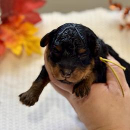 Teddy (Theodore) - Phantom male Poodle puppy in Munster, Indiana from Miranda’s Sunshine Poodles and Doodles