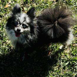 Scarlett - Pomeranian