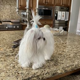 Maltese All Grown Up from A Maltese 4U