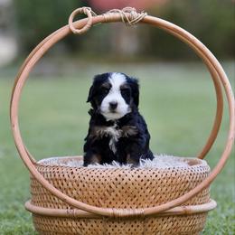 Carondelet -Guardian Only - Tri-color female Bernedoodle puppy in Denham Springs, Louisiana from GimiPup Doodles