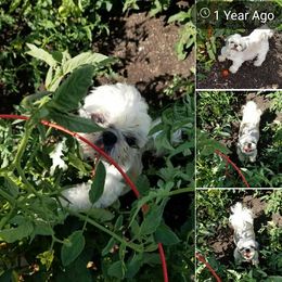 Shih Tzu Puppies from Jazzie Shih Tzu