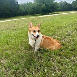 Ivey - Pembroke Welsh Corgi