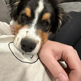 Cousin Itt - Black tri-color male Australian Shepherd puppy in Wheatland, Wyoming from Jorvik Australian Shepherds