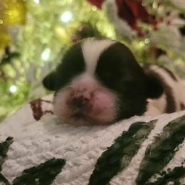 Boy 3 - Gold and white male Shih Tzu puppy in North Carolina from WillowCreek Mountain View Shih Tzu