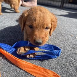 Dolly - Dark golden female Golden Retriever puppy in Wellington, Colorado from High Country Golden Retrievers