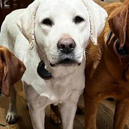 Labrador Retrievers from Summit Oaks Labradors