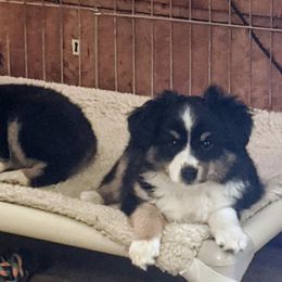 Miniature American Shepherds from Salt Meadow Minis